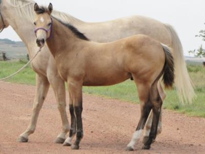 Whiskey Up Rebel JW<BR>AQHA 5731986